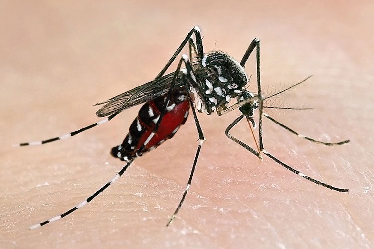 Zika Virus Disease and Your Eyes