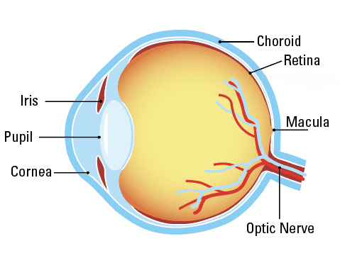 An eye diagram showing parts of the eye, including the retina, which can by damaged by Coat's Disease.